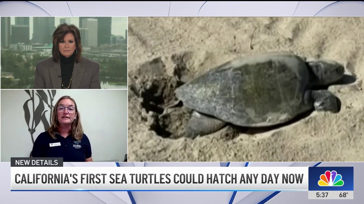 Turtle watch! When will California's first sea turtles hatch?