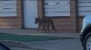 Wildlife officials plan to file case against coyote-feeding resident