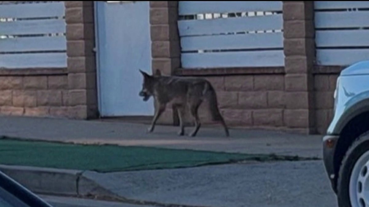 Wildlife officials plan to file case against coyote-feeding resident