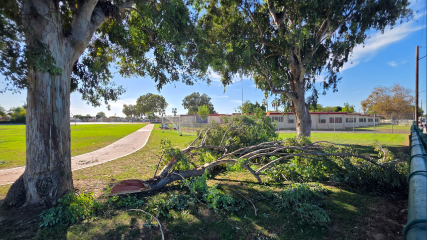 A tree branch fell at Katherine Edwards Middle School on Friday, Oct. 16, 2026.