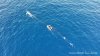 Responders help young humpback whale entangled in fishing line off San Clemente