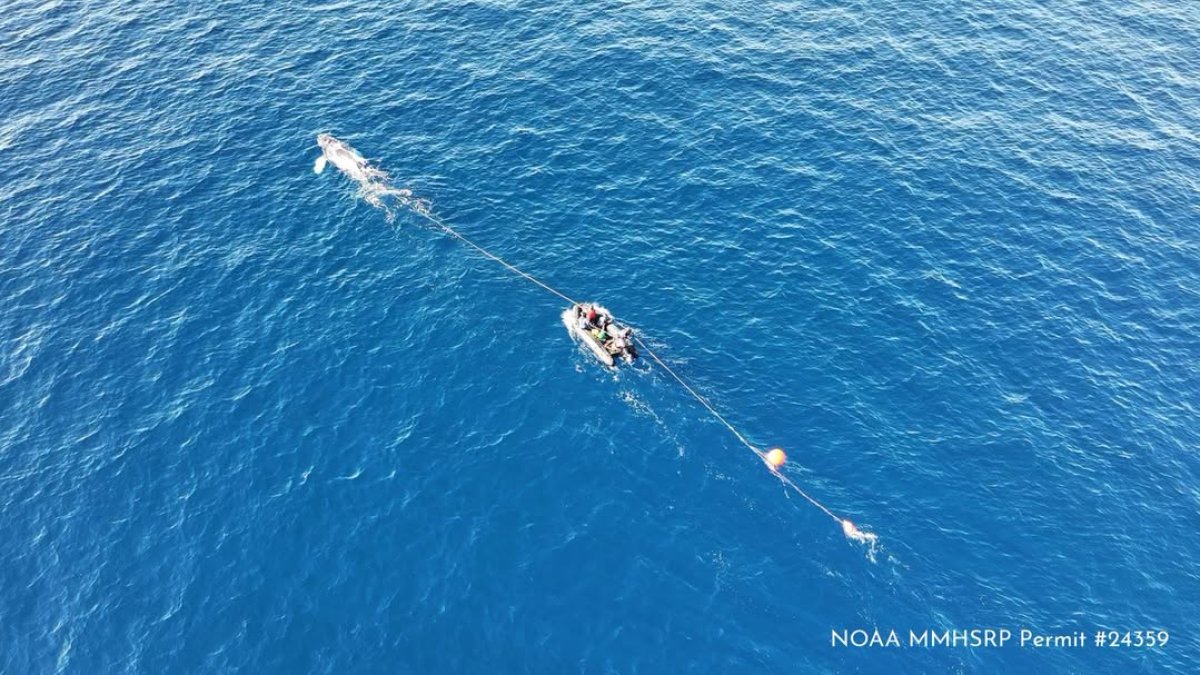 Responders help young humpback whale entangled in fishing line off San Clemente