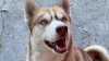 Family's beloved dog found hanging by leash in Lynwood