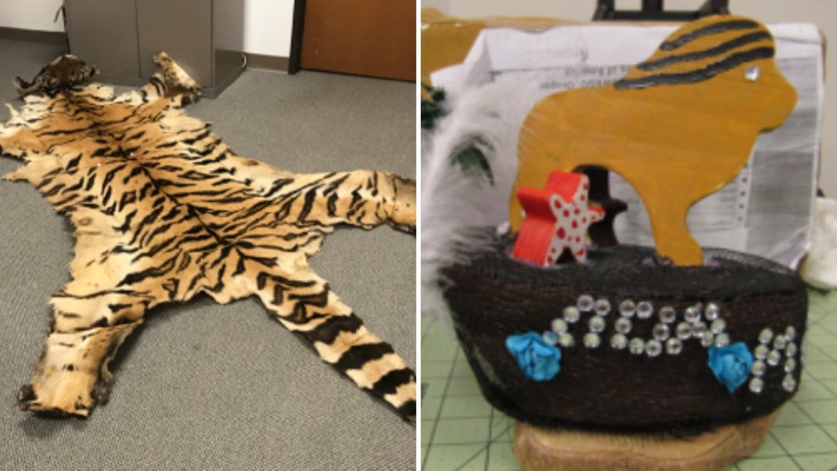 Tiger pelt, lion teeth: Anaheim couple sentenced for trafficking wildlife