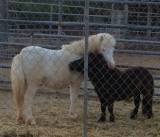 Miniature Therapy Horse Stolen From Animal Sanctuary
