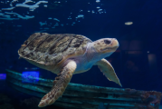 La Jolla Sea Turtle Gets World