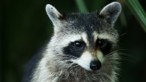 A raccoon sits in the bushes in Ponte Vedra Beach, Florida, on May 9, 2013.