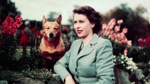 Queen Elizabeth II poses with one of her beloved pet corgis in this archival photo from March 1953. The British monarch, and by extension the rest of the royal family, are rarely seen without a corgi frolicking by their side during private and public sightings.