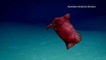 ‘Headless Chicken Monster’ Spotted Off Antarctica