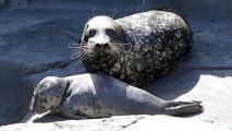 Hello little seal: Mom Shelby gave birth to the pup on April 20 at the Aquarium of the Pacific in Long Beach.