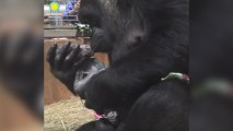National Zoo Welcomes Birth of Critically Endangered Baby Gorilla