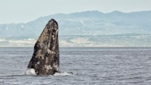 The Festival of Whales in Dana Point glub-glubs, with gleeful doings and blowhole-beautiful events, on March 3, 4, 10, and 11, 2018.