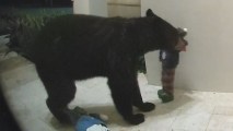Curious Bear Causes Holiday Mischief, Proves to Be Great Listener
