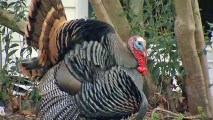 Wild turkeys are the subject of a debate in a Concord neighborhood. (March 6, 2018)