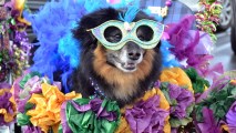 The yearly Helen Woodward Animal Center parade will roll at the Farmers Market in Rancho Santa Fe on Sunday, Feb. 11.