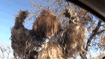Fort Worth Police Video Imagines Chewbacca