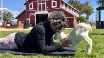 The Goat Yoga Experience downward dogs — or downward goats? — at Centennial Farm in Costa Mesa on Saturday, April 21.