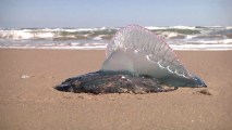 What Is This Jellyfish-Like Creature Washing Up on Texas Beaches?