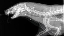 An X-ray of a wounded river otter shows pellets inside its neck and head. The otter had to be euthanized. (Jan. 24, 2018)