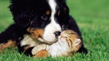 April 11 is National Pet Day. How will you honor your sweetie? You can buy a ticket for yourself to the America