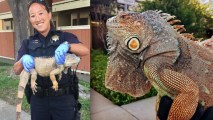 The Vacaville Police Department found an iguana roaming the city’s streets early on Thursday.