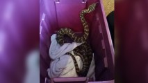 The Seattle Police Department tweeted this photo on Friday, Nov. 24, 2017 of a snake found in a family