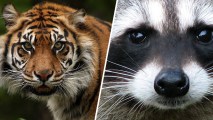 File photos of a tiger and raccoon.