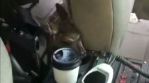 A young deer explores the back seat of a Marin County Sheriff