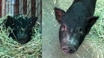 Piggy Smalls