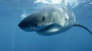 Fisherman Hauls in Thrashing 500-Pound Great White Shark From Shore