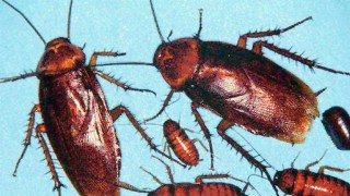 San Fran Zoo Offers Scorpion, Cockroach "Adoptions" for Valentine's Day
