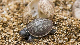 Chinese Turtle-Smuggling Flight Attendants Fined in LA