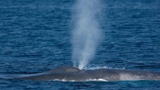 Navy Use of Sonar Endangers Animals, Court Rules