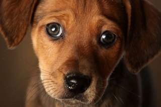 Pet Care Center for the Homeless Opens on Skid Row