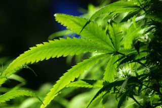 California's Pot Lobby Grows Despite Nebulous Status