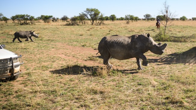 In Rare Reversal of Fortunes, African Rhino Injures Poacher - NBC ...