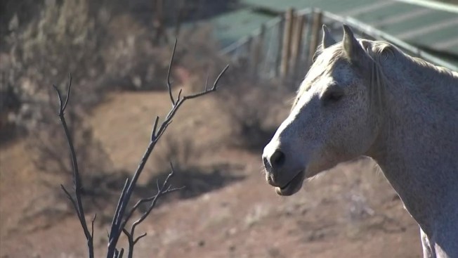 Donovan The Stubborn Horse Stands His Ground In Woolsey Fire Horse Stands His Ground In The Woolsey Fire