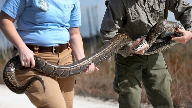 Court Sides With Reptile Keepers Against Giant Snake Ban - NBC Southern ...