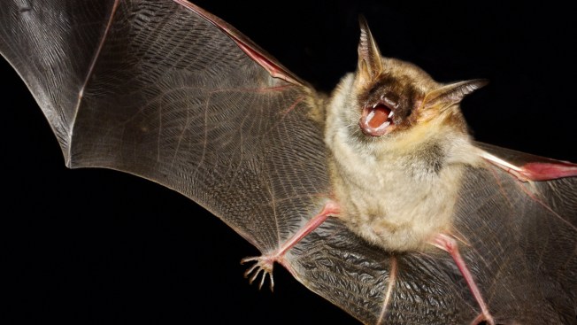 Hundreds Of Bats Invade Florida Fire Station Nbc Southern California Hundreds Of Bats Invade Florida Fire Station