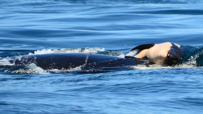 After 2 Weeks, Grieving Orca Still Carries Dead Calf; Rescue Team Helps Whale in Same Pod