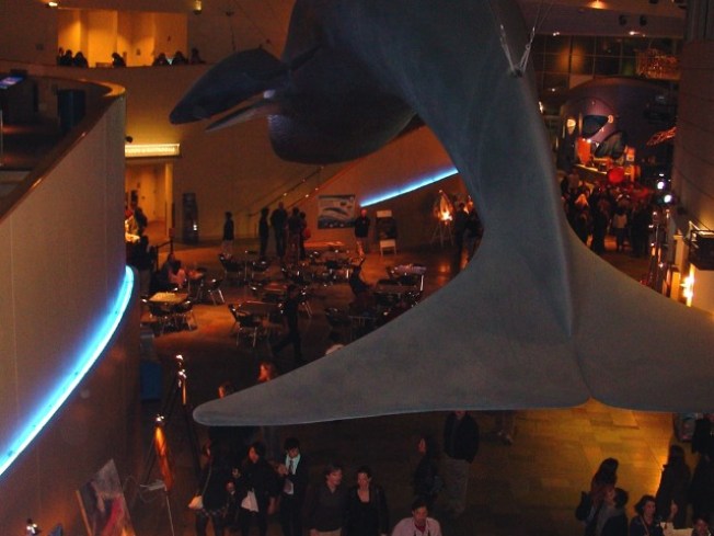 Night Dive At The Aquarium Nbc Southern California Night Dive At The Aquarium