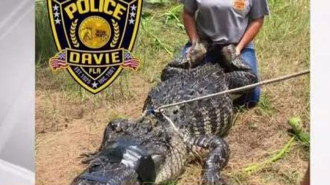 Body of Woman Involved In Florida Alligator Attack Found: Officials ...