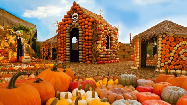 Mr Bones Pumpkin Patch Movie Star Pumpkins Nbc Southern California Mr Bones Pumpkin Patch Movie Star Pumpkins