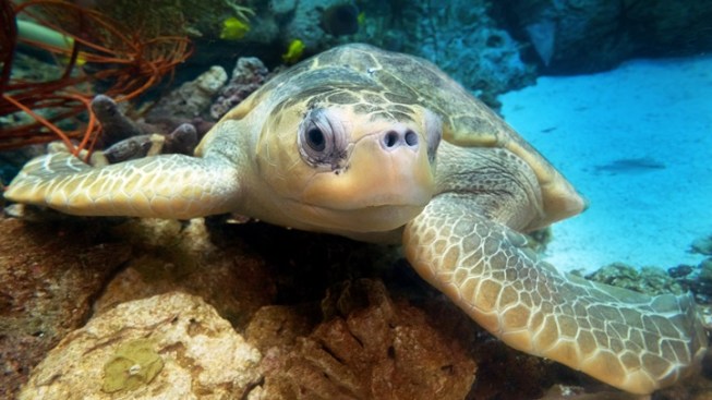 Dive Into A Late Night Aquarium Of The Pacific Deal Nbc Southern Dive Into A Late Night Aquarium Of The Pacific Deal